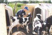 boy_feeding_calf.jpg